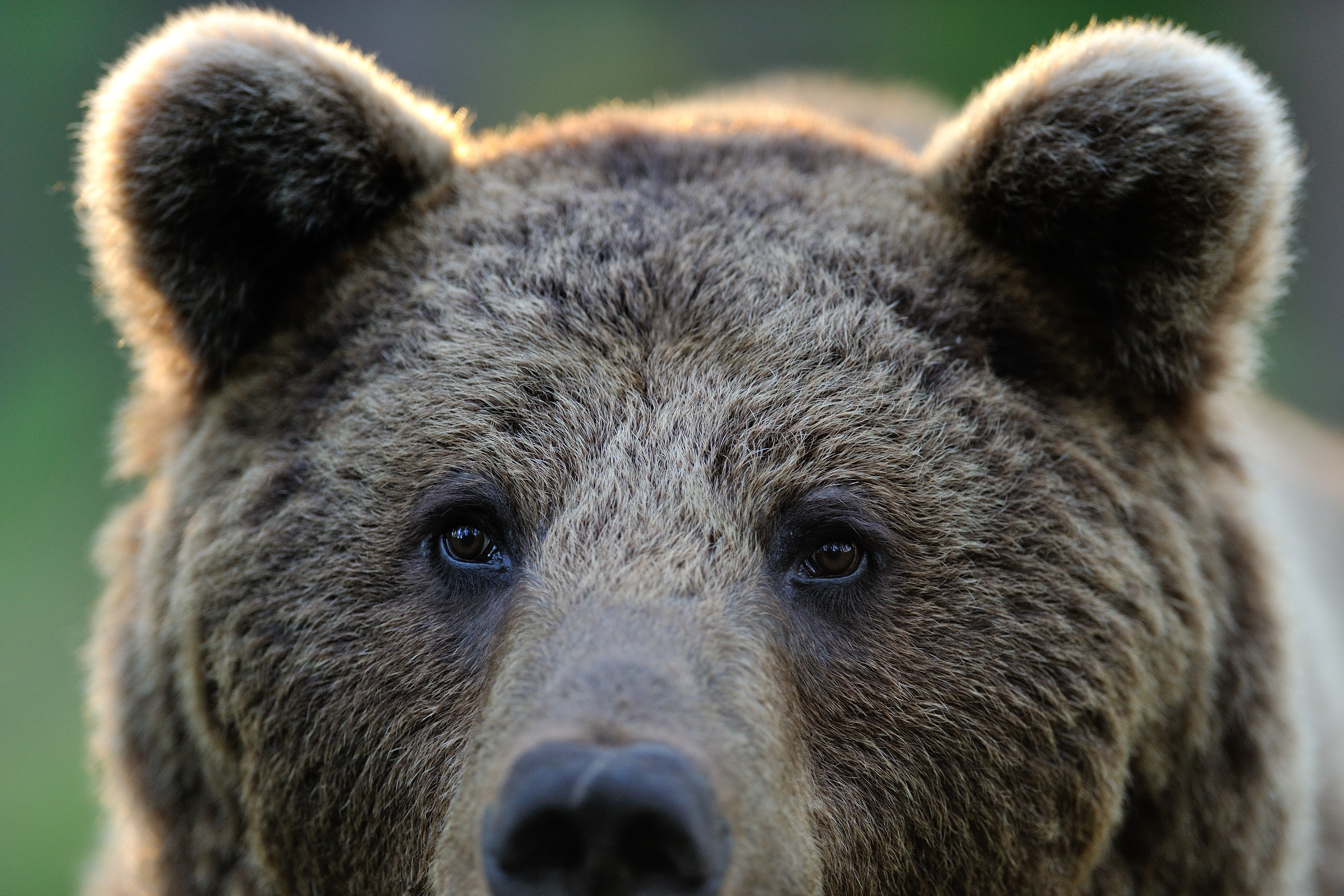 During hibernation, bears may wake; they get up, they give birth and they nurse their young. Professor Jon Swenson talks about why the bear is an interesting model for modern human disease. Together with Professor Atle Mysterud he led the 2015/2016 CAS project, Climate effects on harvested large mammals.  Photograph: Shutterstock