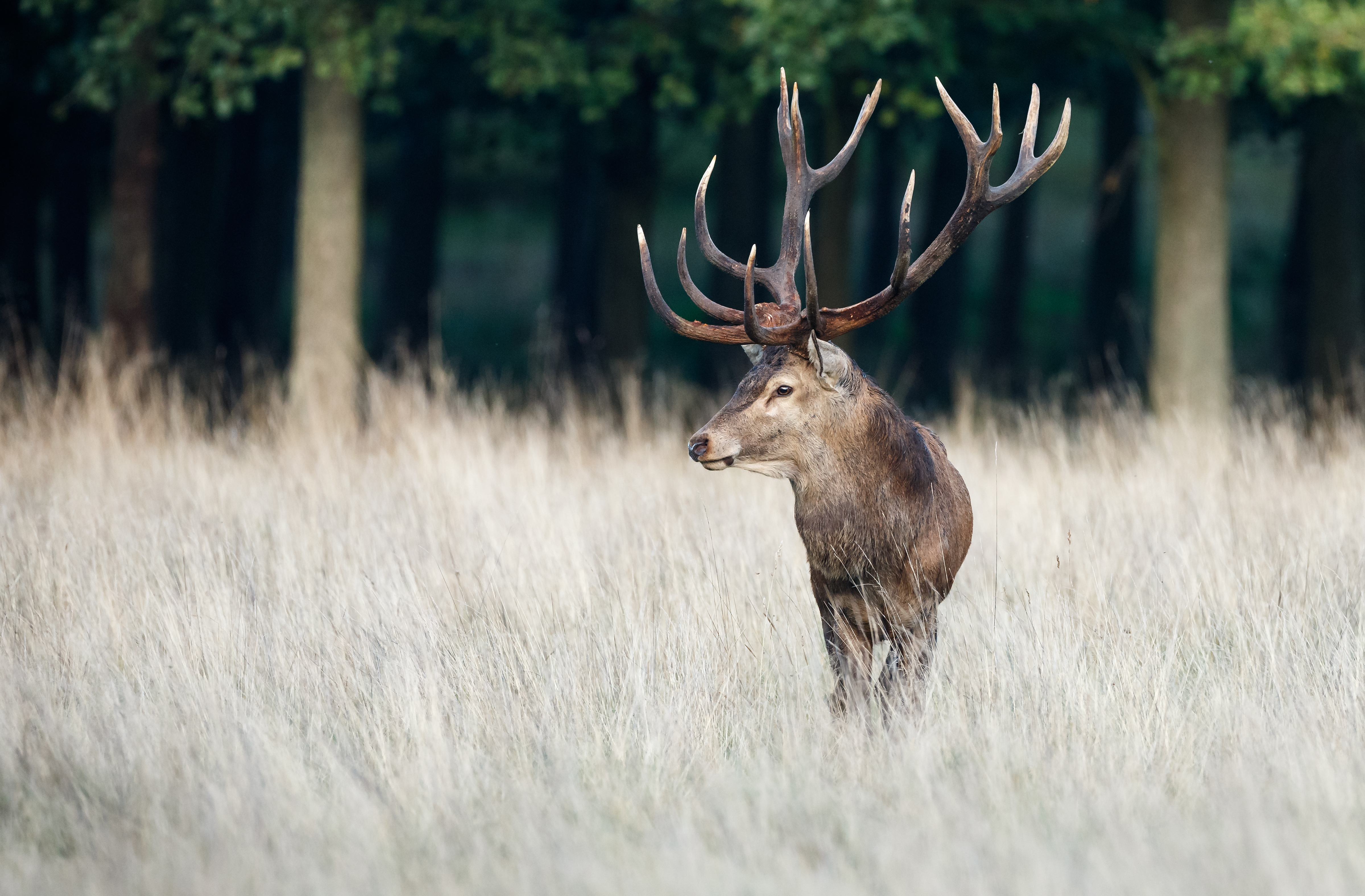 - Spring in many areas in Norway comes three weeks earlies now than 20-30 years ago. Of course the optimal time of birth has changed, Professor Atle Mysterud says about one indirect effect of climate change on large mammals.   