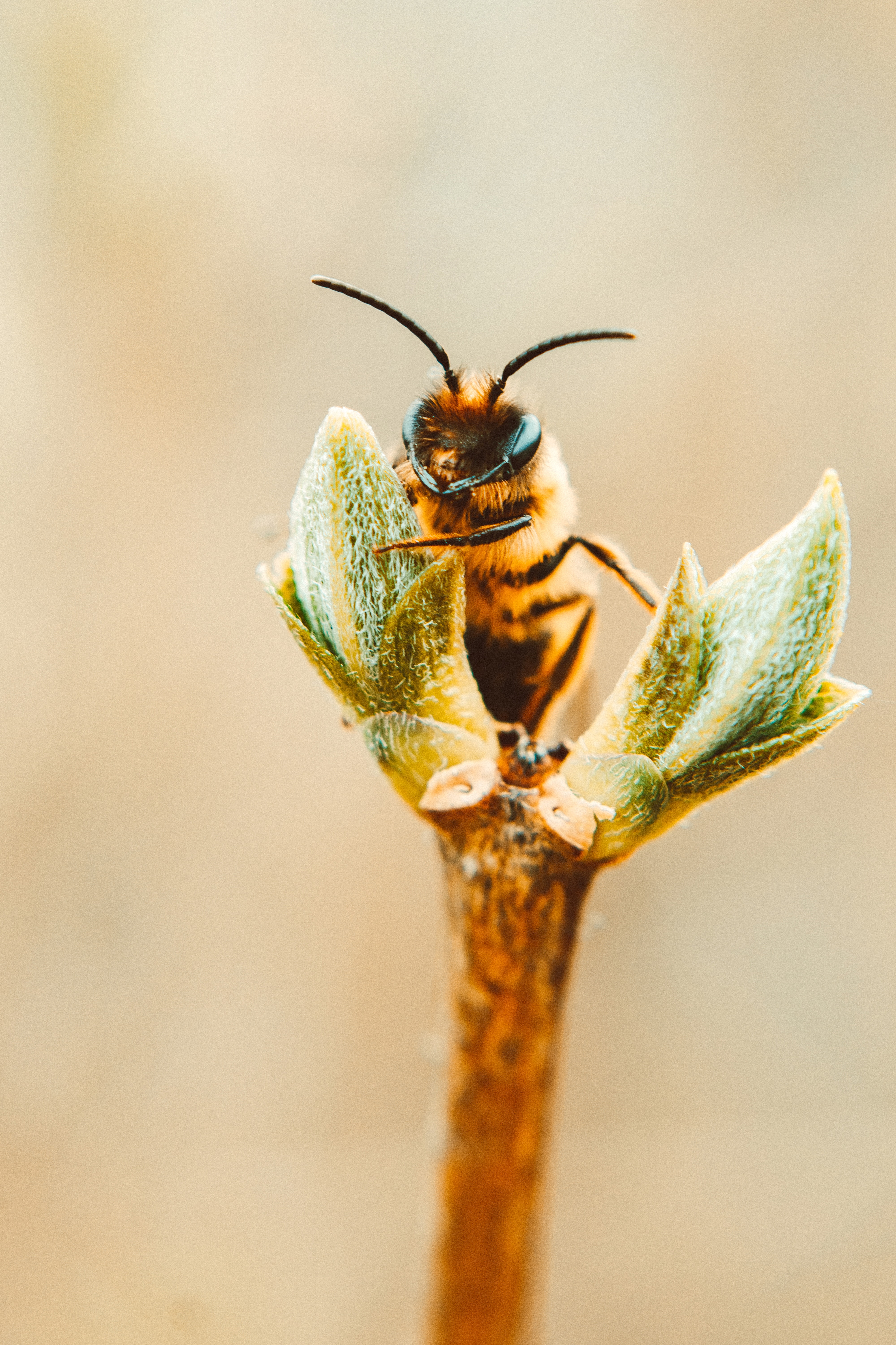 Bee by Lisa Fotios (Pexels).