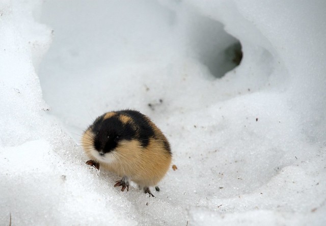 Small rodents, such as lemmings, depend on snow to survive in the winter, Nils Christian Stenseth says. A changing climate impacts the population cycles. Stenseth is the Alumni of the month in CAS' newsletter for August. Photo: kgleditsch / Flickr